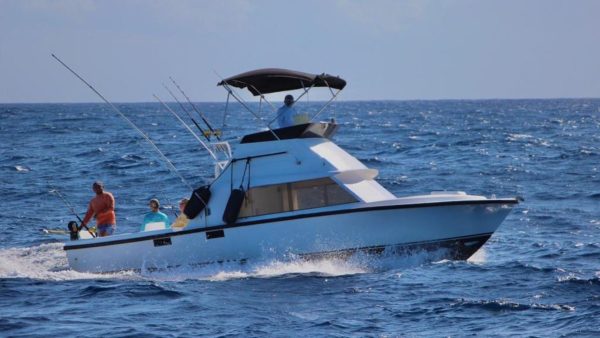 4. BERTRAM 31 ” - Special Offer of the Month! - Image 2