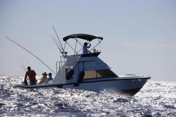 4. BERTRAM 31 ” - Special Offer of the Month! - Image 3